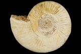 Perisphinctes Ammonite - Jurassic #100228-1